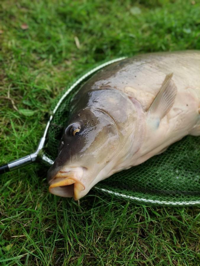 Deux Etangs Poissonneux Au Milieu Des Bois Avec Gite Moderne, La Halte Des Deux Lacs Rosée 外观 照片